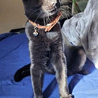 adopt a pet
