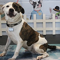 adopt a pet
