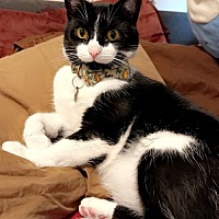 adopt a pet