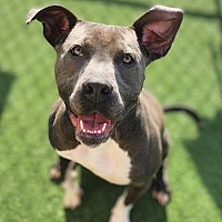 adopt a pet