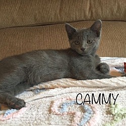 Thumbnail photo of Cammy #3