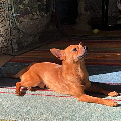 Photo of Max the chihuahua