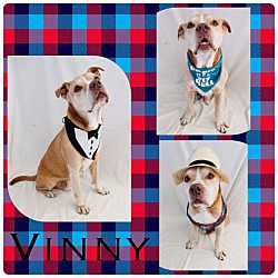 Thumbnail photo of Vinny - Pawsitive Direction #1