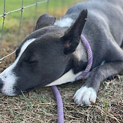 Thumbnail photo of Skye #3