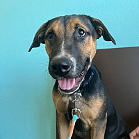 adopt a pet