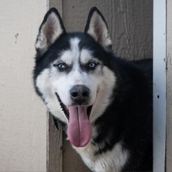 Photo of Kingston