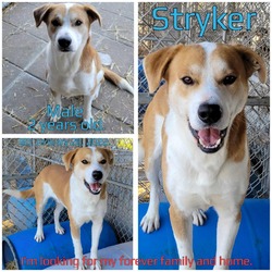 Thumbnail photo of Stryker #1