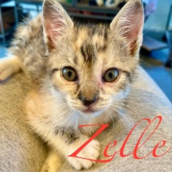 Thumbnail photo of Zelle #2