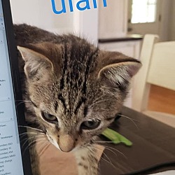 Photo of Kitten: Ulan