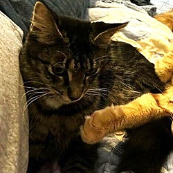 Photo of Samantha the Sweet Tabby