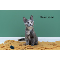 Photo of Madam Meow