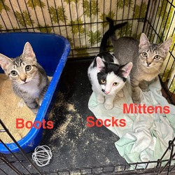 Thumbnail photo of Mittens #2