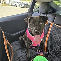 adopt a pet