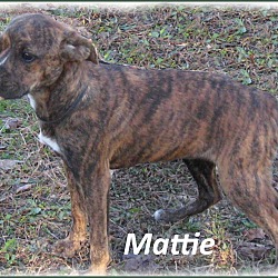Thumbnail photo of Mattie- Really sweet pup! #3