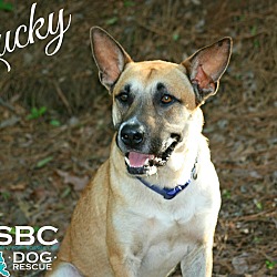 Thumbnail photo of Lucky #1