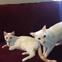 Thumbnail photo of Two white Cats #1