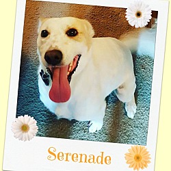 Thumbnail photo of SERENADE #2