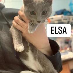 Photo of Elsa