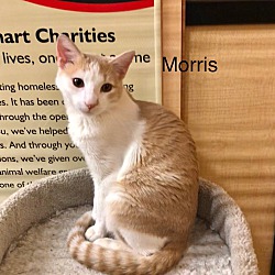 Thumbnail photo of Morris #4