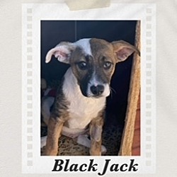 Photo of Black Jack