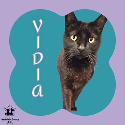 Photo of Vidia