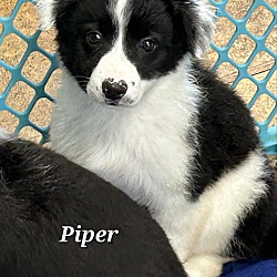 Thumbnail photo of Piper #2