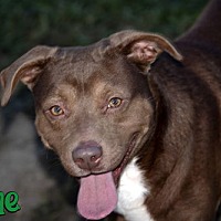 adopt a pet