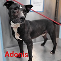 adopt a pet