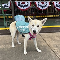 adopt a pet