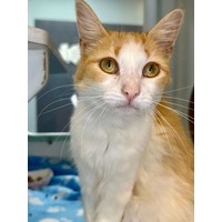 adopt-pet