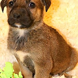 Thumbnail photo of ROCKWELL(ADORABLE SHEP/LAB PUP #2