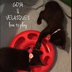 Thumbnail photo of VELAZQUEZ and GOYA #3