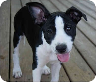 boston terrier border terrier mix