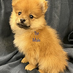 Photo of Tater tot and his siblings