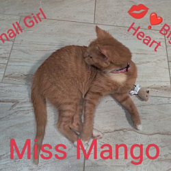 Thumbnail photo of Miss Mango #1