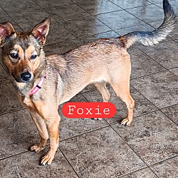 Photo of Foxie