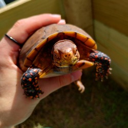 Thumbnail photo of Male three toed box turtles #1