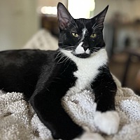 adopt-pet