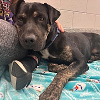 adopt a pet