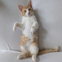 adopt-pet
