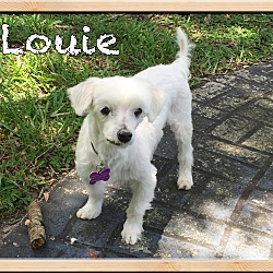 Thumbnail photo of Louie #4