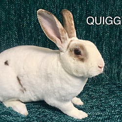 Photo of Quiggy