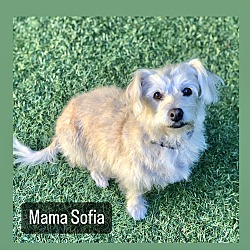 Photo of Mama Sofia