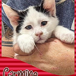 Photo of Carmine