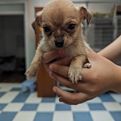 Thumbnail photo of Hoarder mom 2's pup A: Gumdrop #3