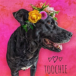 Thumbnail photo of Toochie #1