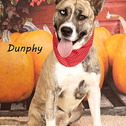 Thumbnail photo of Dunphy #3