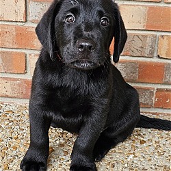 Thumbnail photo of BLACK LAB MIX PUPPIES #4