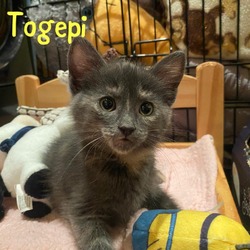 Thumbnail photo of Togepi #2