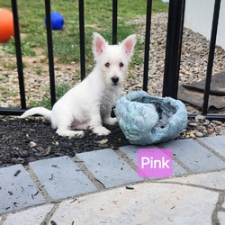 Thumbnail photo of (Brie) Pink Collar #3